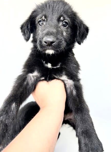 Unknown - Labrador Retriever