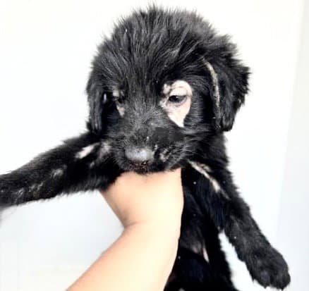 Unknown - Labrador Retriever
