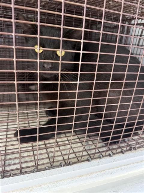 Unknown - Domestic Short Hair