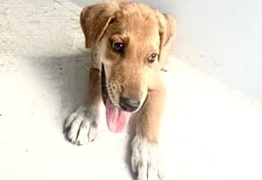 Unknown - Labrador Retriever