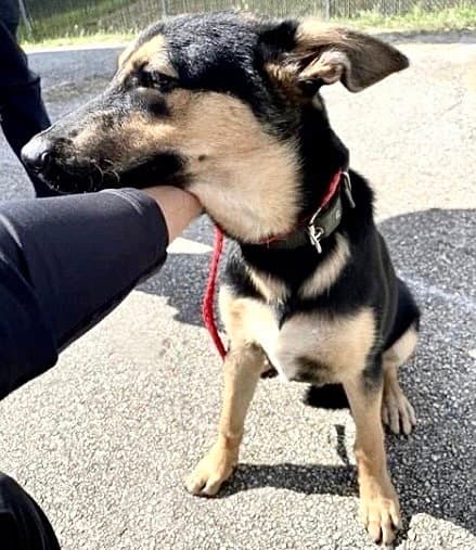 Unknown - German Shepherd Dog