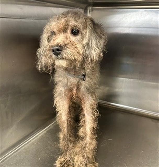 Unknown - Poodle (Miniature)