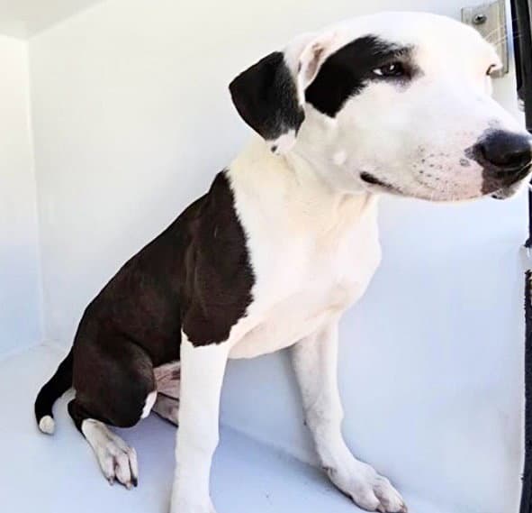 Unknown - Pit Bull Terrier