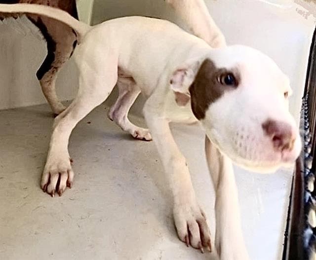 Unknown - Pit Bull Terrier