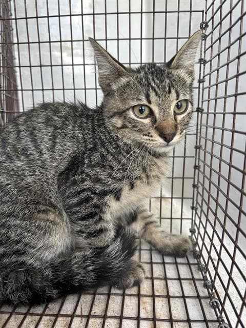 Unknown - Domestic Short Hair