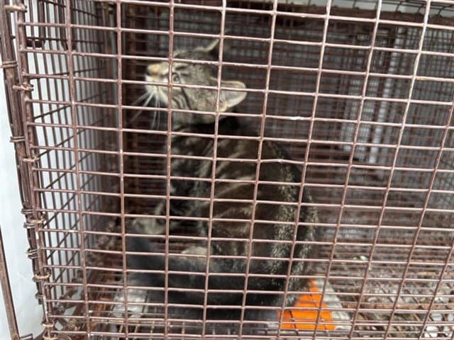 Unknown - Domestic Short Hair