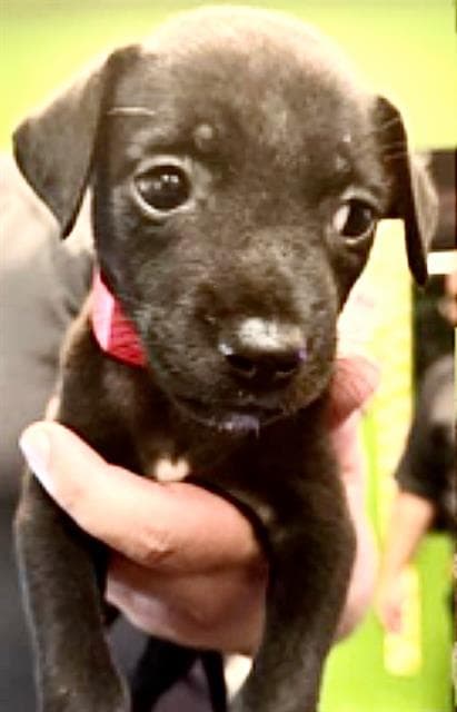 Unknown - Labrador Retriever