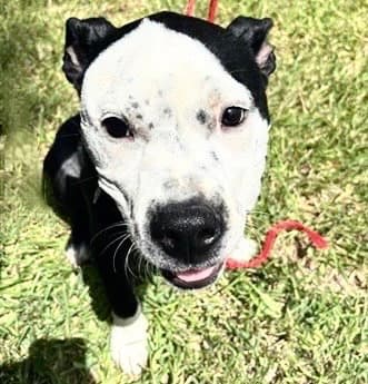 Unknown - Pit Bull Terrier