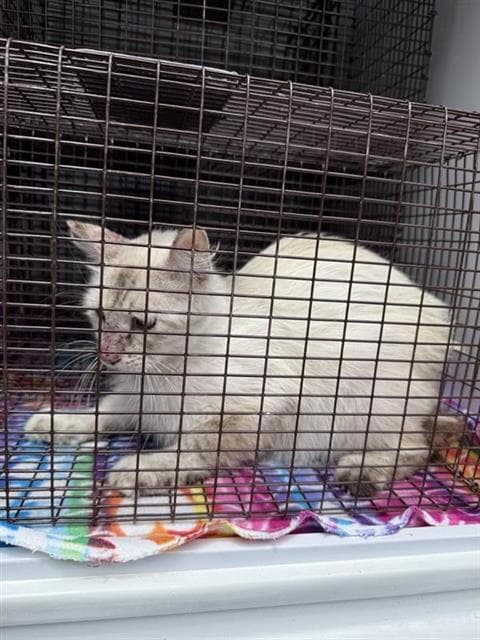 Unknown - Domestic Short Hair