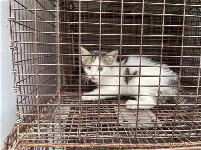 Unknown - Domestic Short Hair