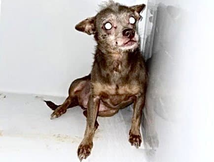 Unknown - Chihuahua