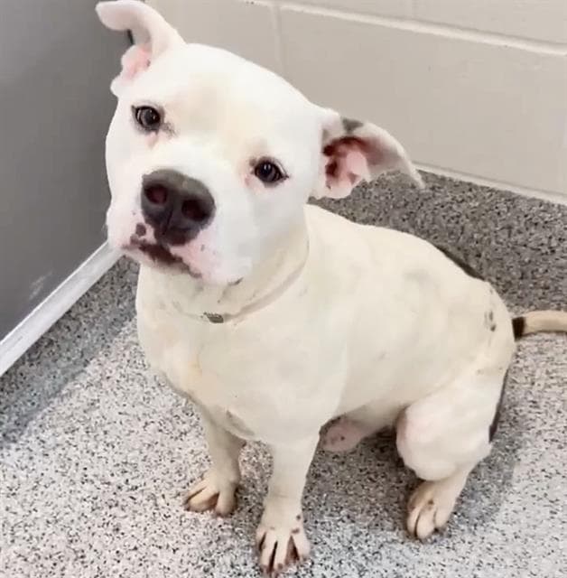 Draco - American Bulldog