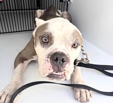 Unknown - English Bulldog