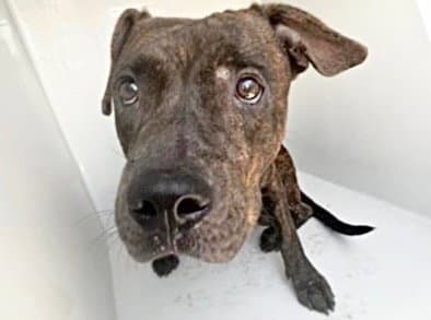 Unknown - Pit Bull Terrier