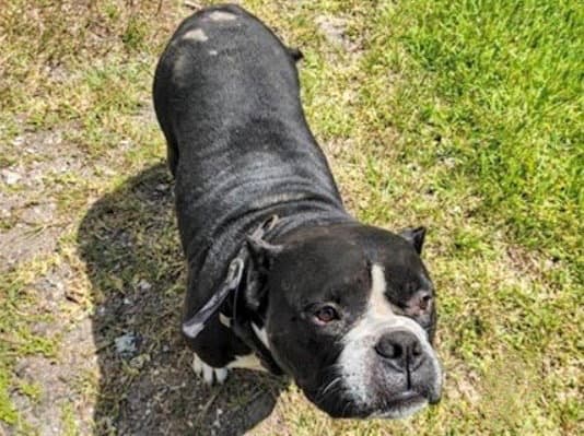 Unknown - Pit Bull Terrier