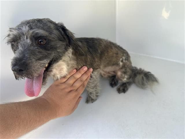 Unknown - Miniature Schnauzer