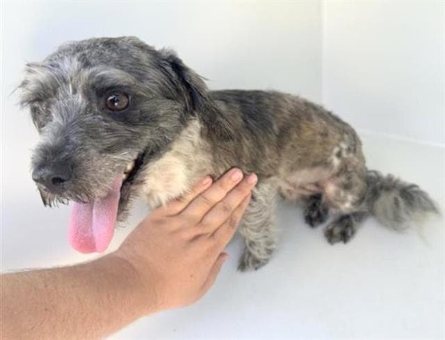 Unknown - Miniature Schnauzer