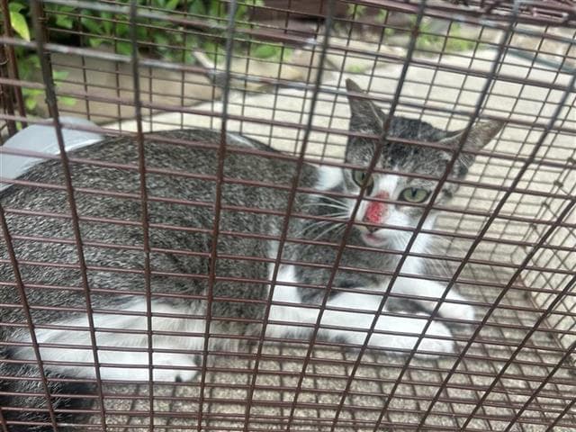 Unknown - Domestic Short Hair
