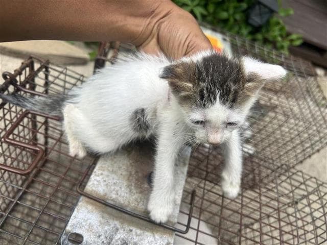 Unknown - Domestic Short Hair