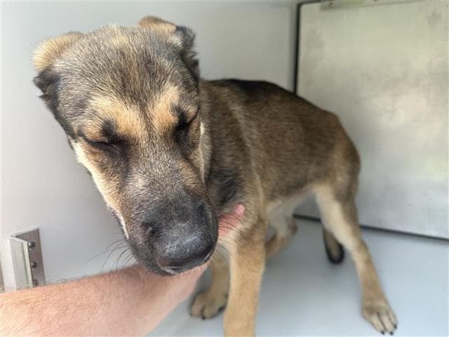Unknown - German Shepherd Dog