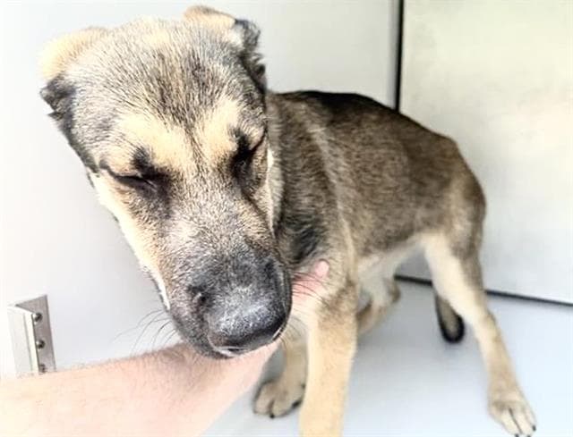 Unknown - German Shepherd Dog