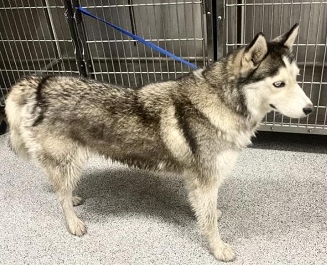 Princesa - Siberian Husky