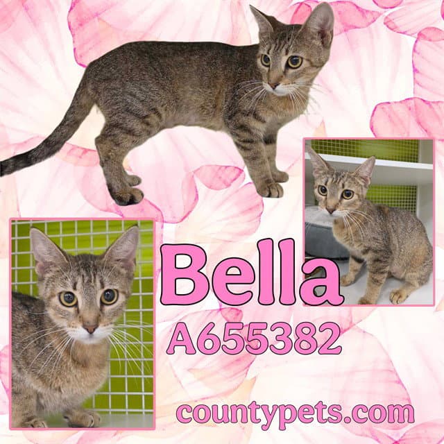 Bella - Domestic Short Hair