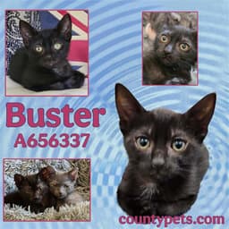 Buster image 1