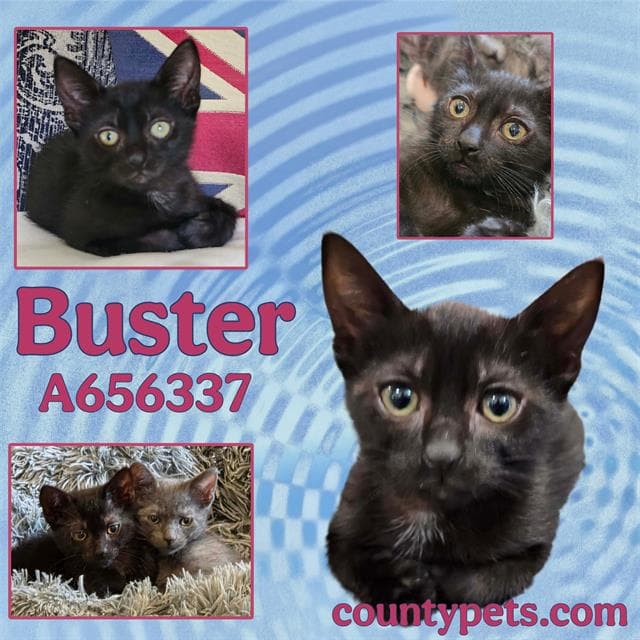 Buster - Domestic Short Hair