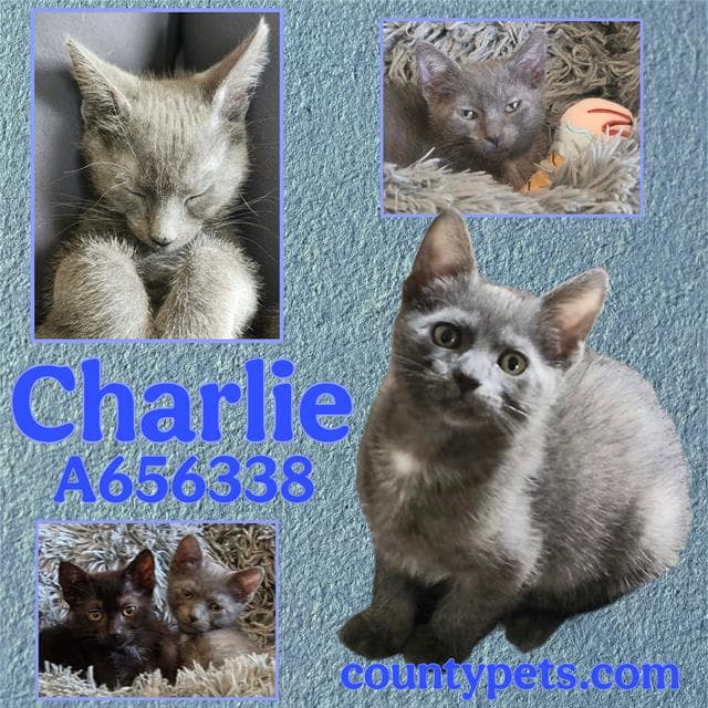 Charlie - Domestic Short Hair