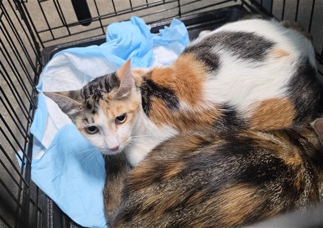 Unknown - Domestic Short Hair