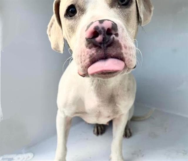 Unknown - Pit Bull Terrier