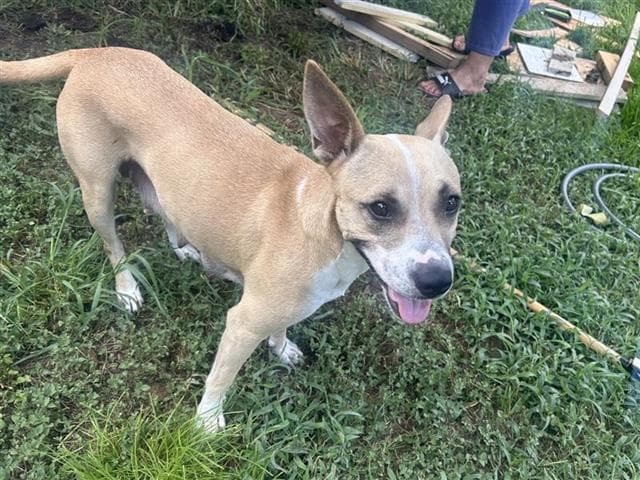 Unknown - American Pit Bull Terrier