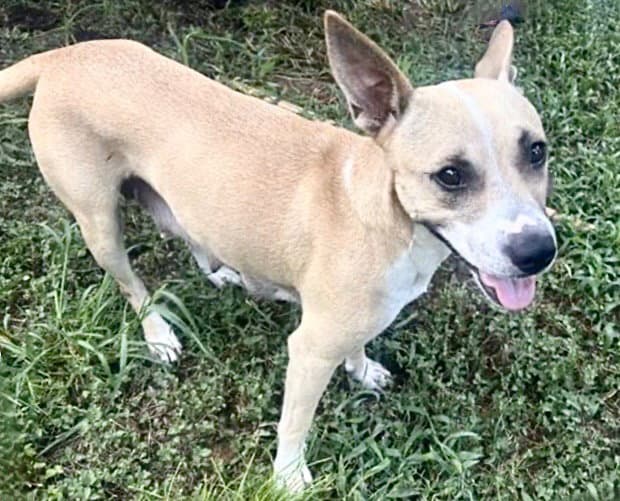 Unknown - Rat Terrier