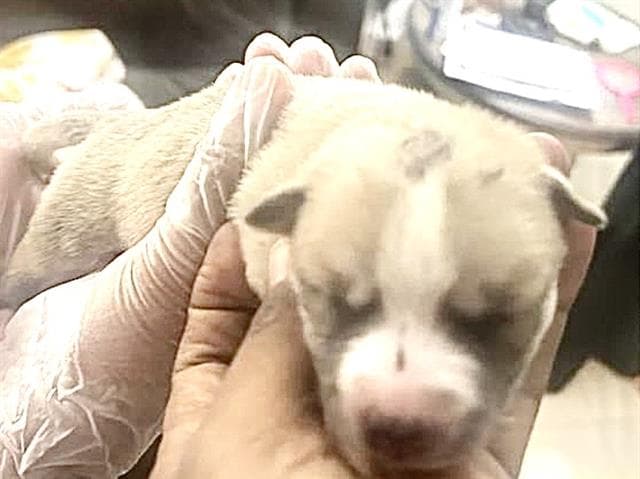 Unknown - American Pit Bull Terrier