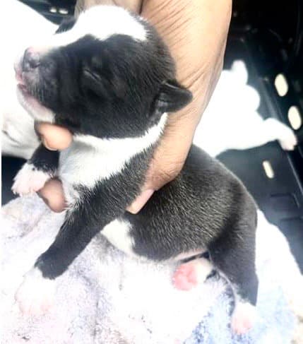 Unknown - American Pit Bull Terrier