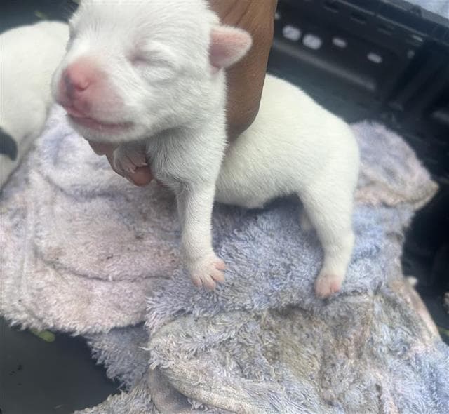 Unknown - American Pit Bull Terrier