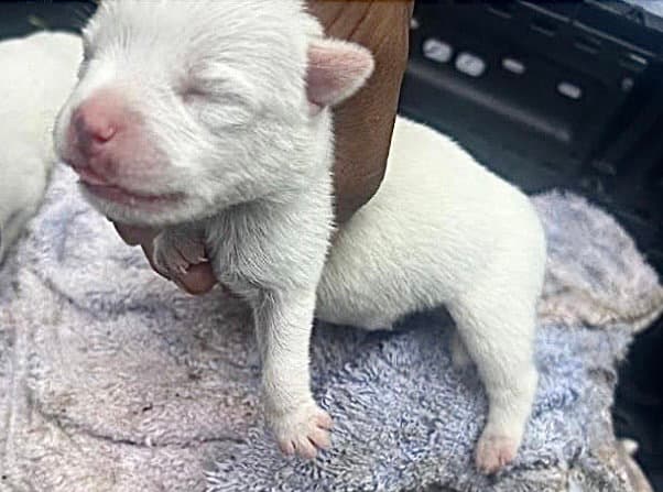 Unknown - American Pit Bull Terrier