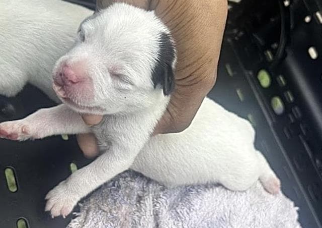 Unknown - American Pit Bull Terrier