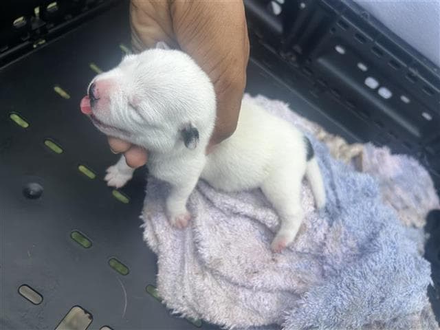 Unknown - American Pit Bull Terrier