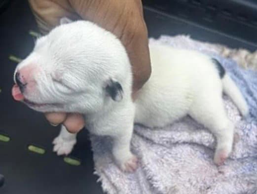 Unknown - American Pit Bull Terrier