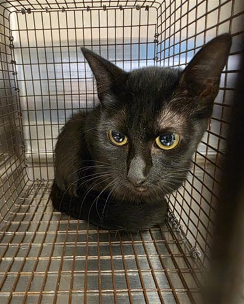 Juliette - Domestic Short Hair