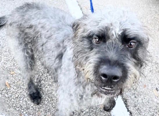 Unknown - Poodle (Standard)