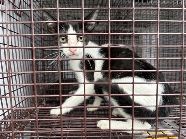 Unknown - Domestic Short Hair
