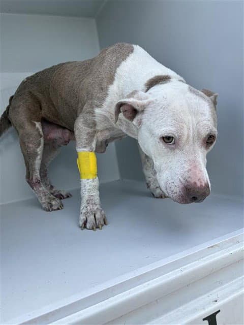 Nola - Pit Bull Terrier