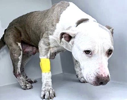 Nola - Pit Bull Terrier