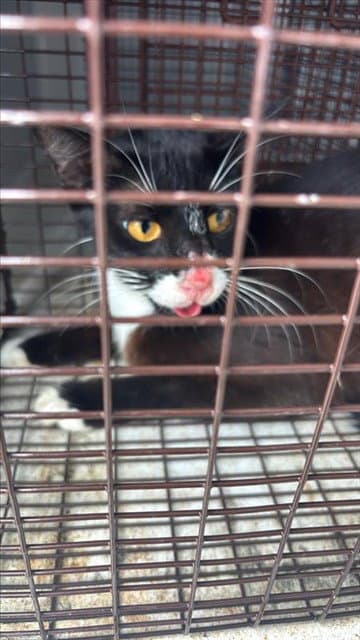 Unknown - Domestic Short Hair