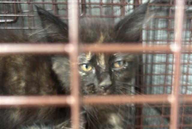 Unknown - Domestic Short Hair