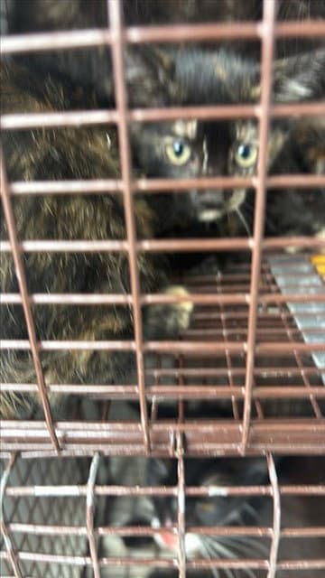 Unknown - Domestic Short Hair