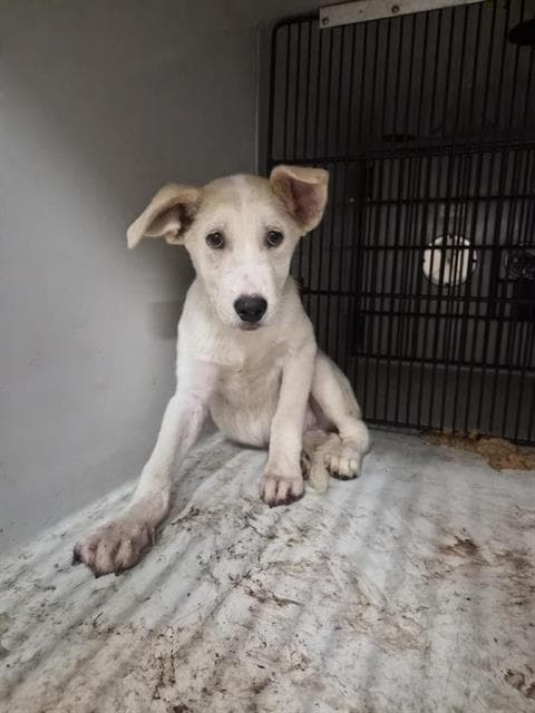 Unknown - Labrador Retriever